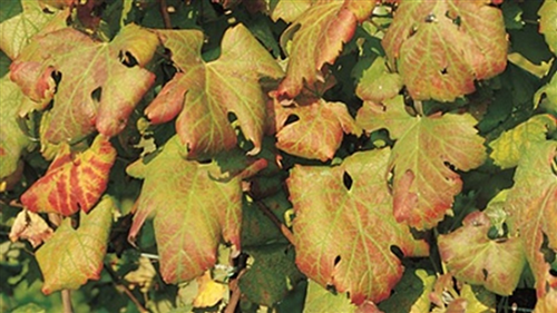 Flavescenza Dorata